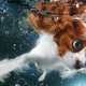 Illustration for article titled There's NOTHING cuter than these puppies swimming underwater